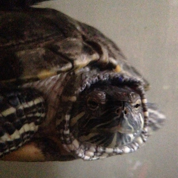 Meet your Posher, Hotskull - Picture 1 of 1